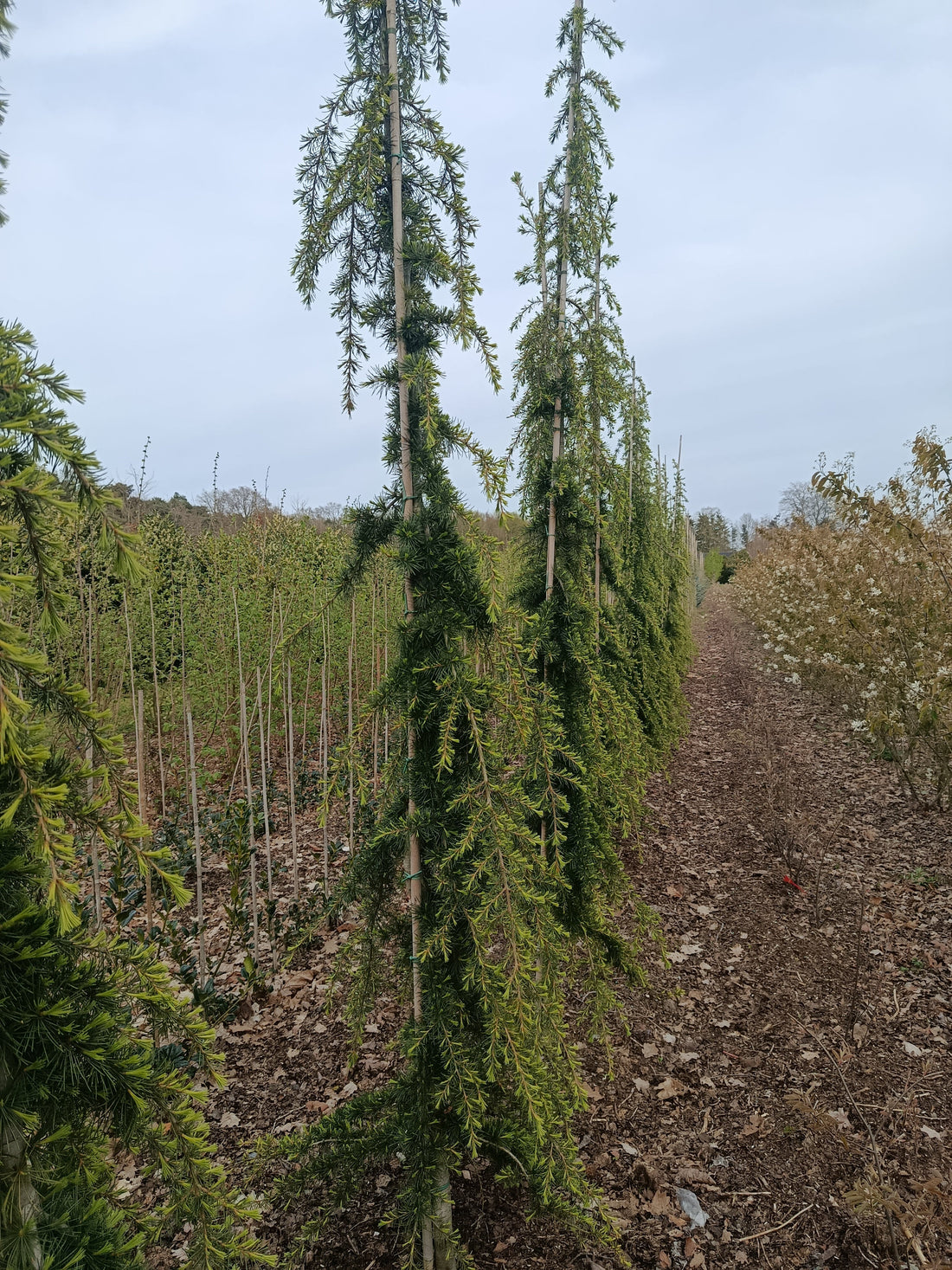de groottte van de bomen