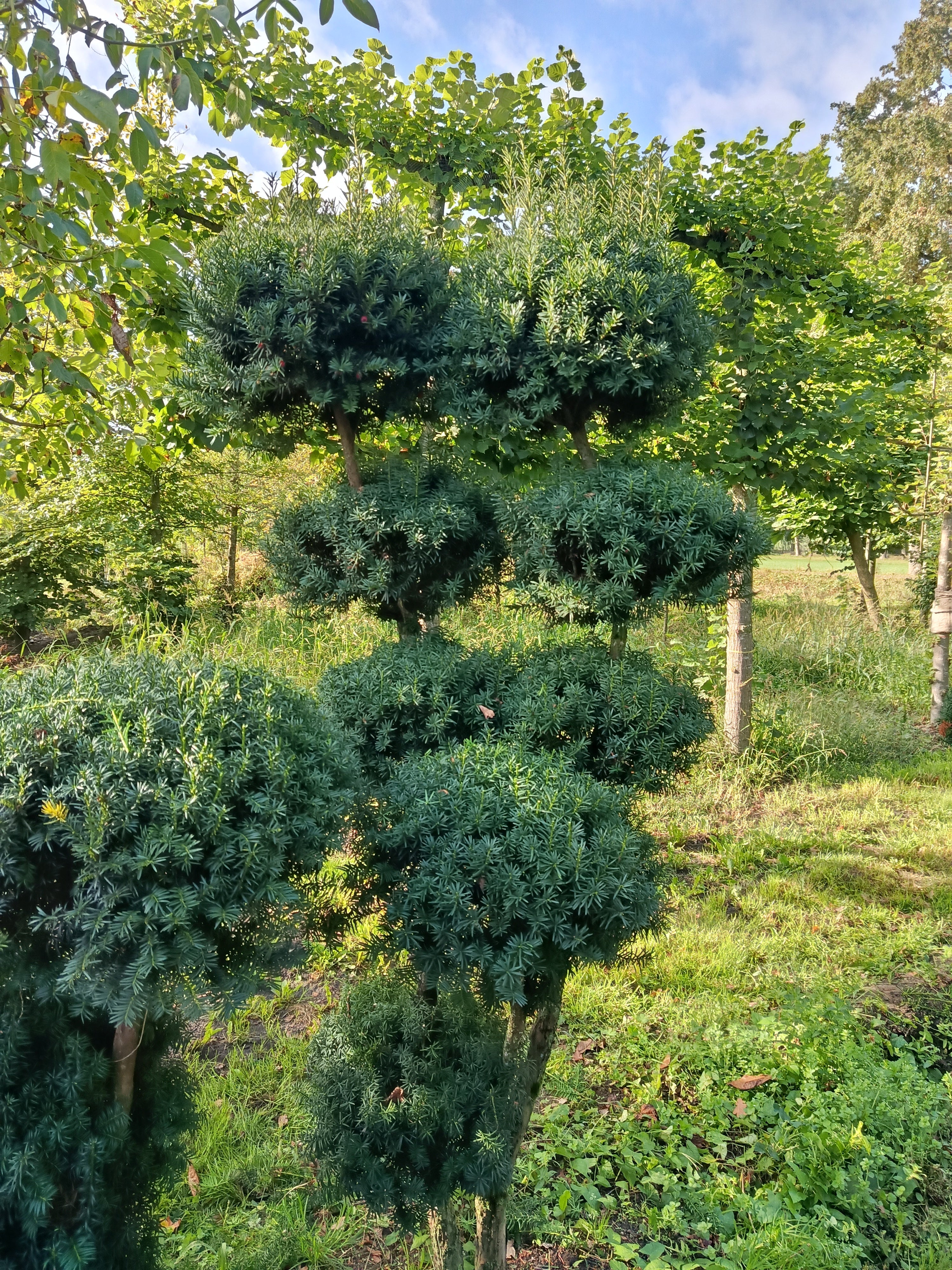Vormbomen en planten