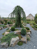 Treuende ceder "cedrus deodara pendula"