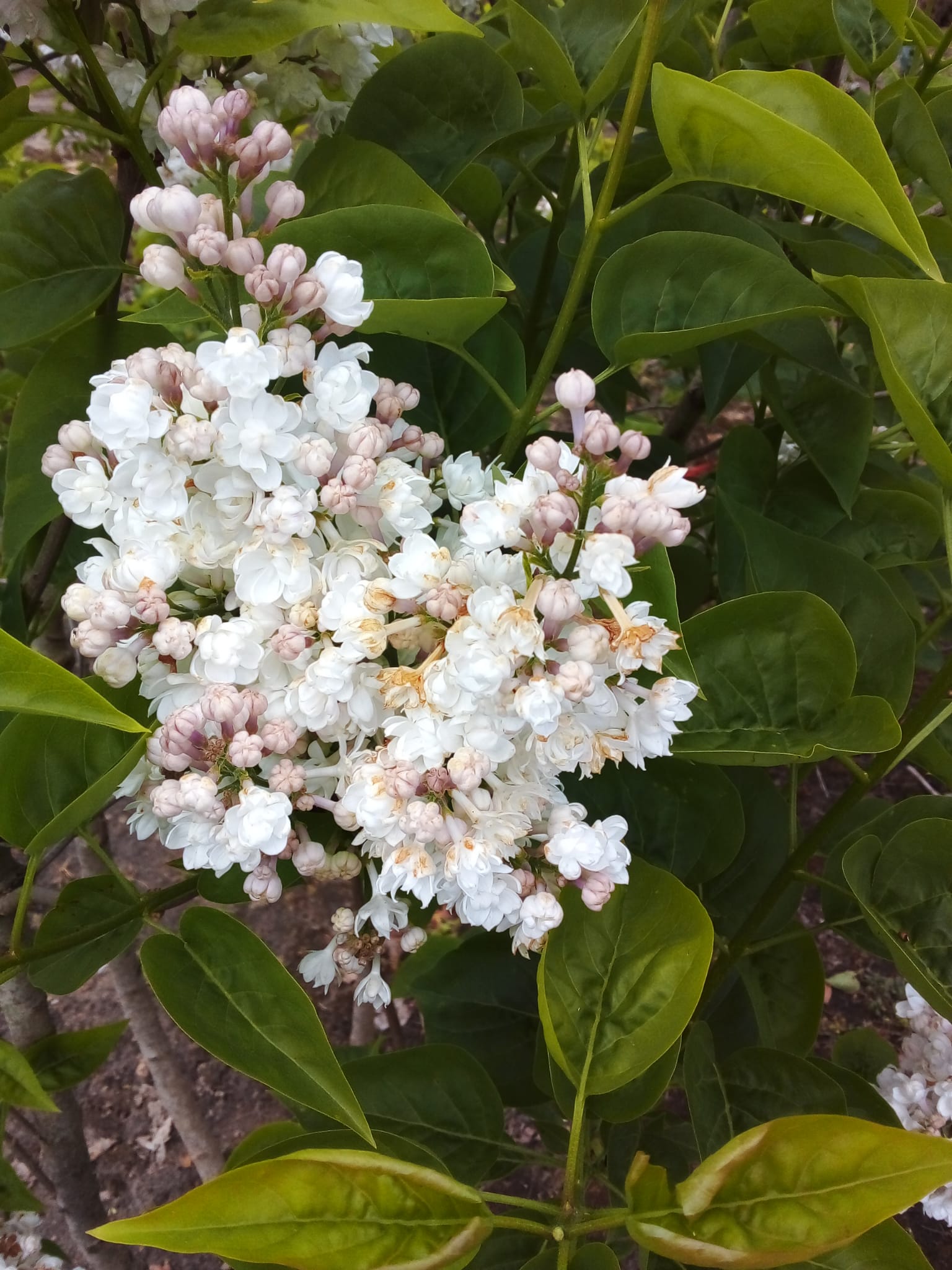 Sering wit (Syringa vulgaris)