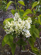 Sering wit (Syringa vulgaris)
