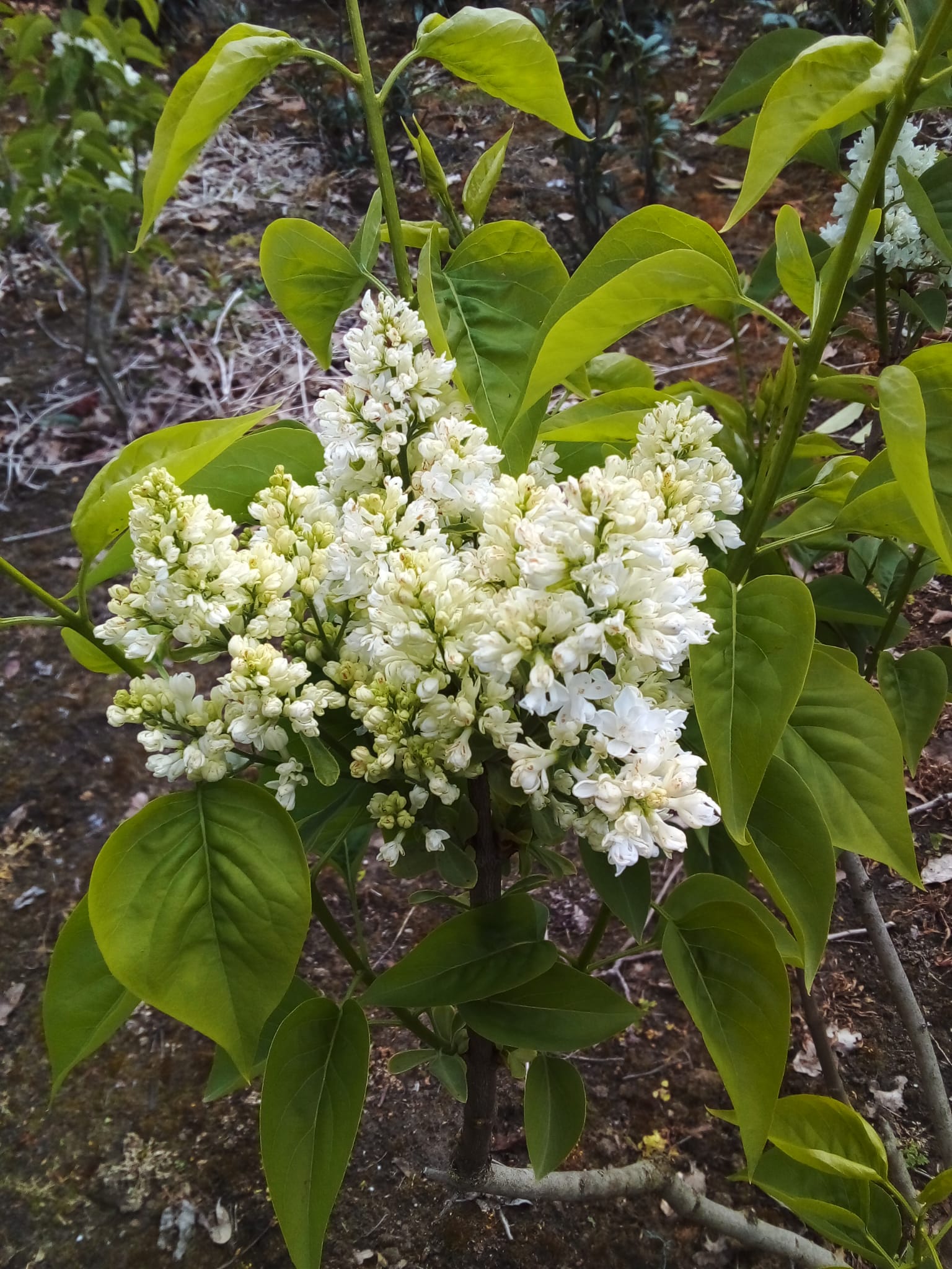 Sering wit (Syringa vulgaris)
