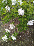 Sering wit (Syringa vulgaris)