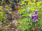 Sering blauw/paars (Syringa vulgaris)