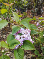 Sering blauw/paars (Syringa vulgaris)
