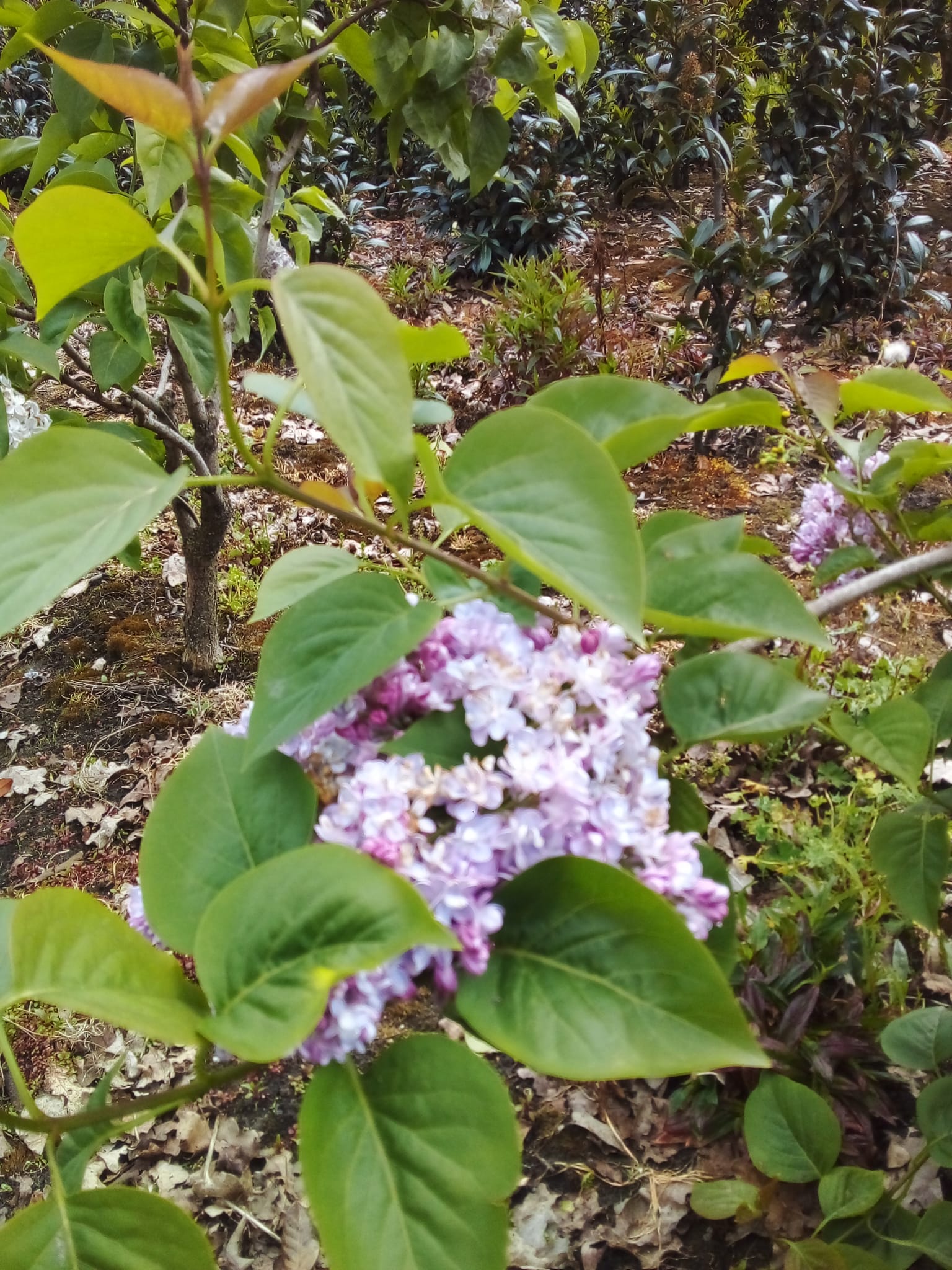 Sering blauw/paars (Syringa vulgaris)