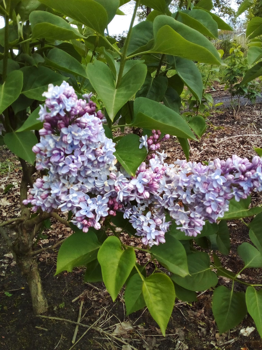 Sering blauw/paars (Syringa vulgaris)