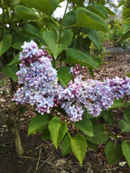 Sering blauw/paars (Syringa vulgaris)
