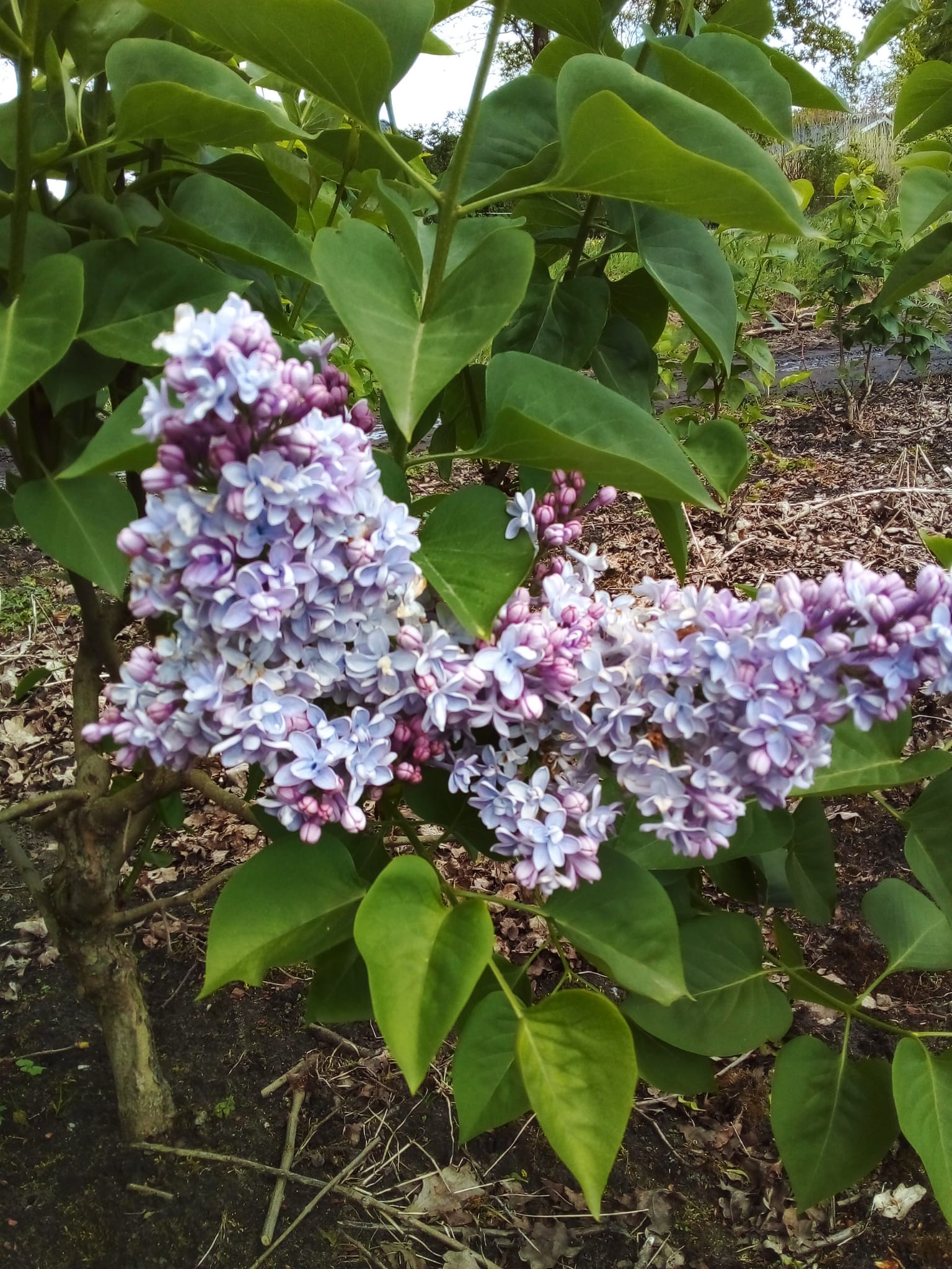 Sering blauw/paars (Syringa vulgaris)