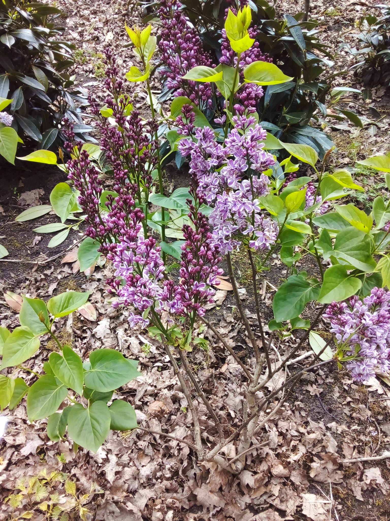 Sering blauw/paars (Syringa vulgaris)