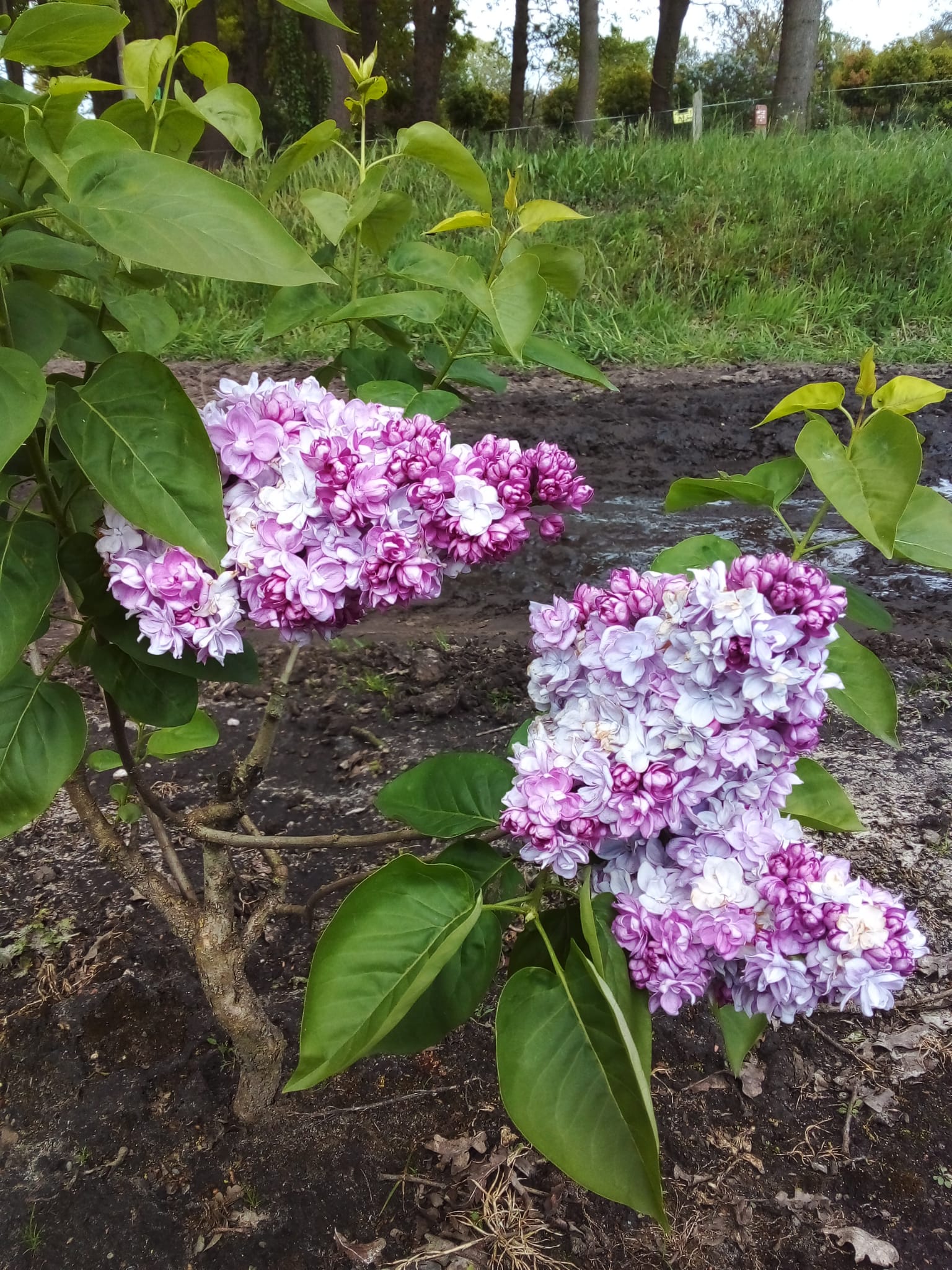 Sering blauw/paars (Syringa vulgaris)