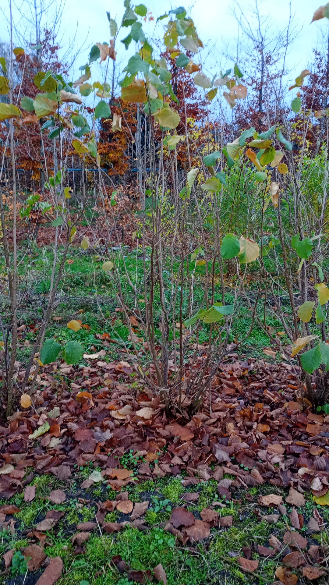 Sering blauw/paars (Syringa vulgaris)