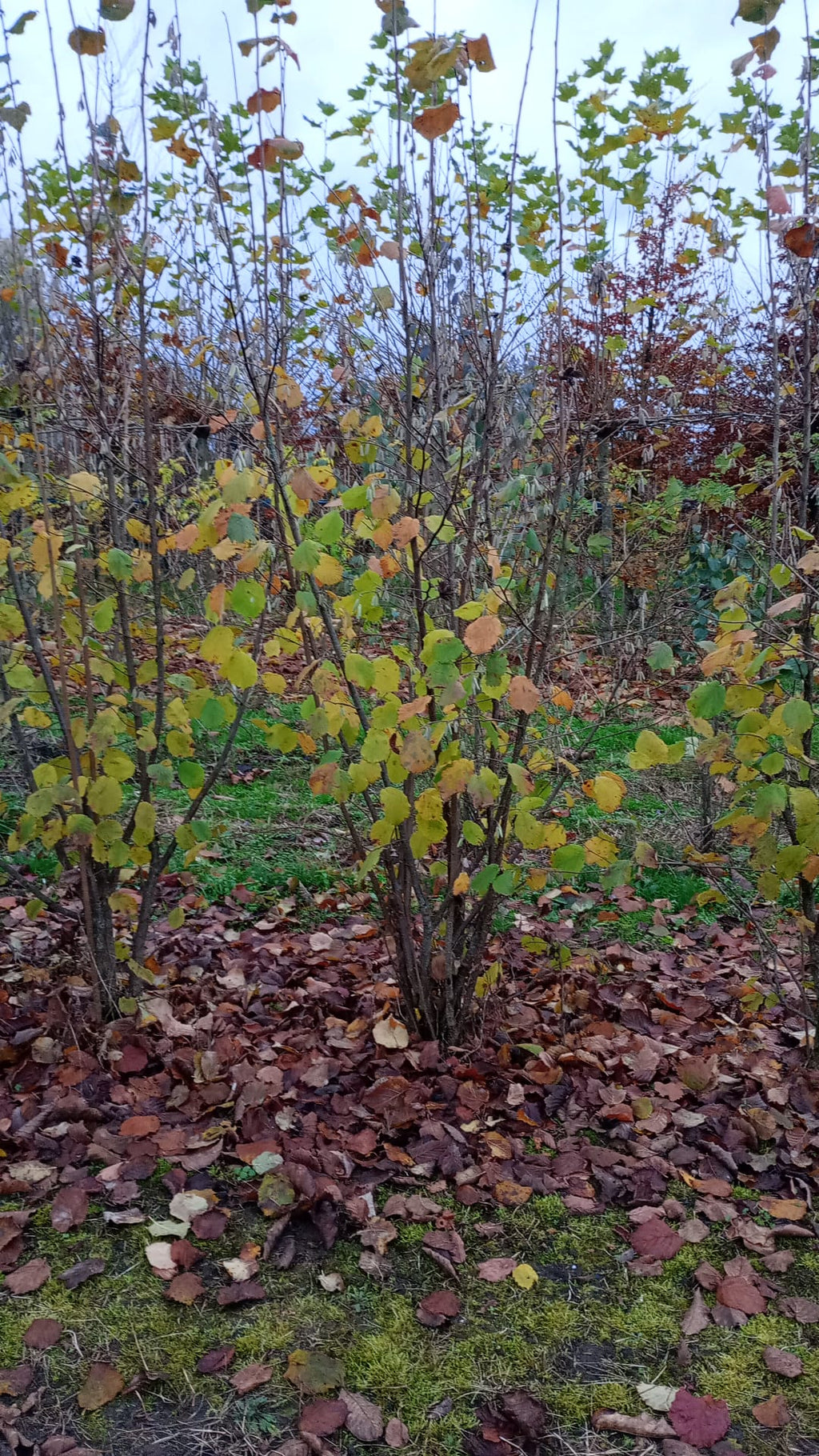 Sering blauw/paars (Syringa vulgaris)