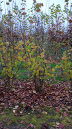 Sering blauw/paars (Syringa vulgaris)