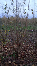 Sering blauw/paars (Syringa vulgaris)