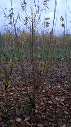 Sering blauw/paars (Syringa vulgaris)