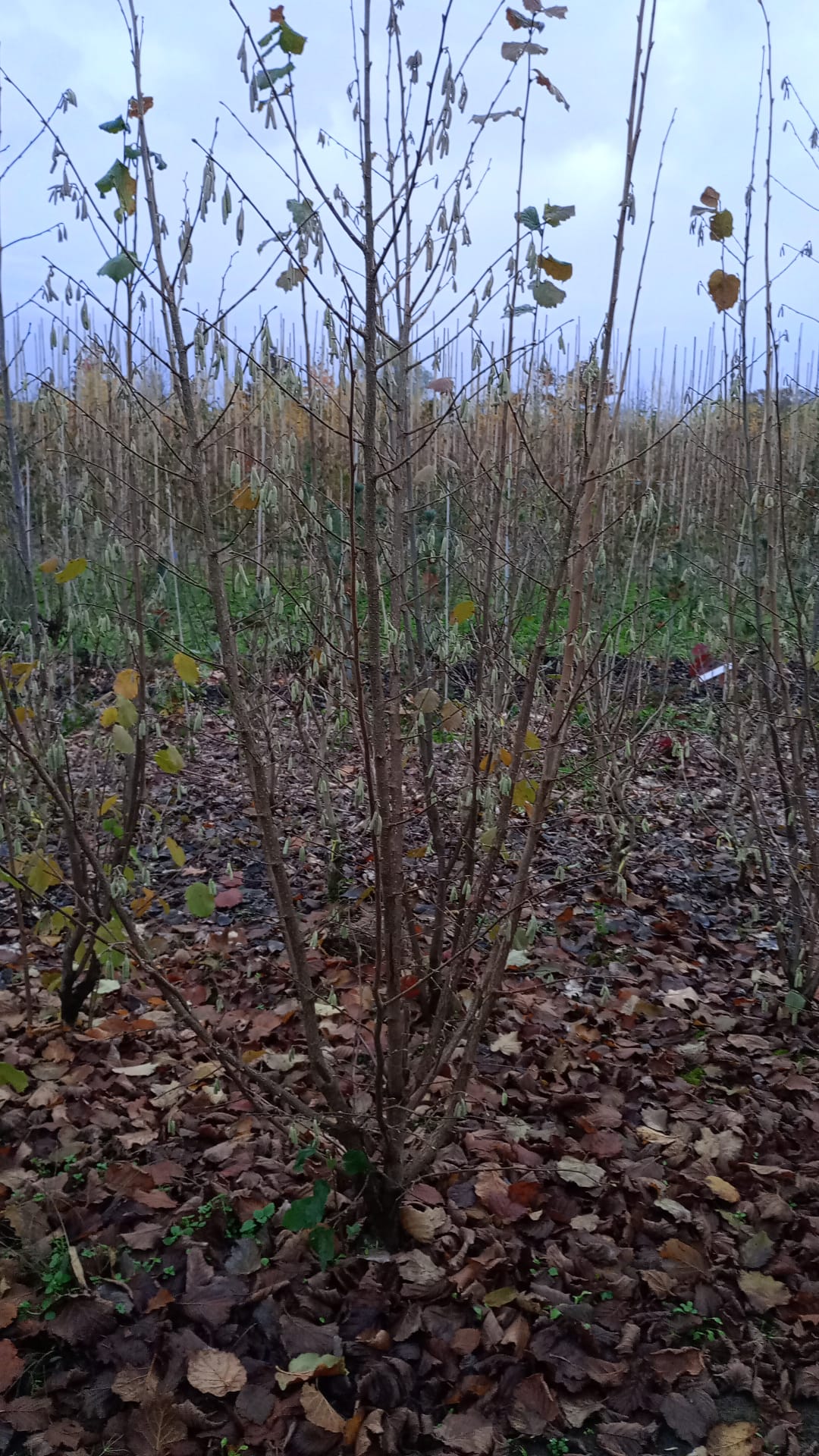Sering blauw/paars (Syringa vulgaris)