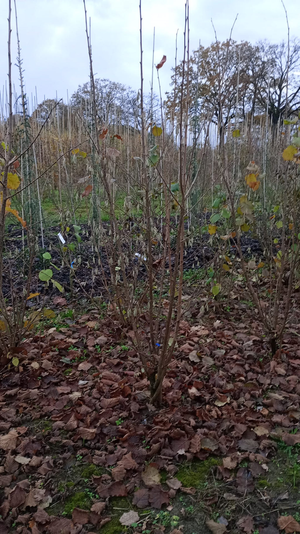 Sering blauw/paars (Syringa vulgaris)