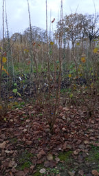 Sering blauw/paars (Syringa vulgaris)