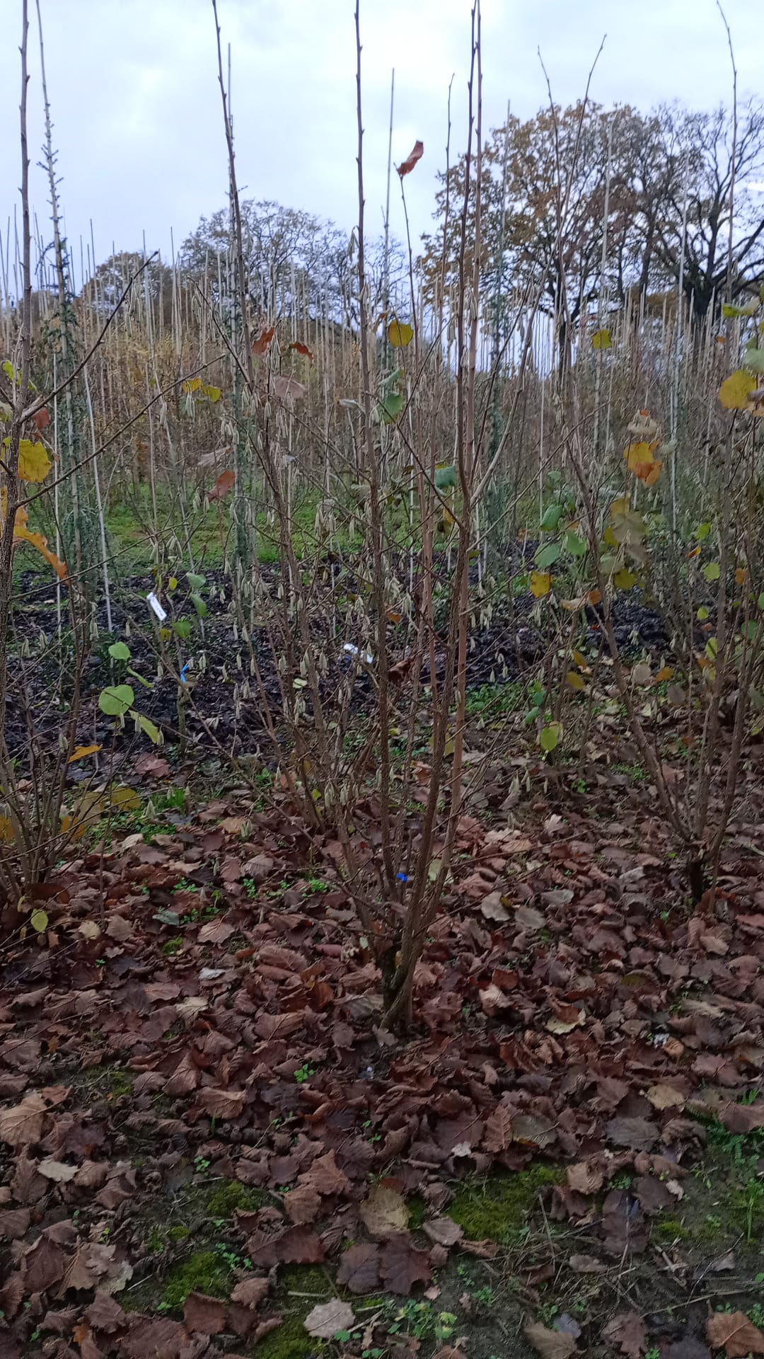 Sering blauw/paars (Syringa vulgaris)