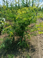 Valse Christusdoorn (Gleditsia triacanthos Sunburst)