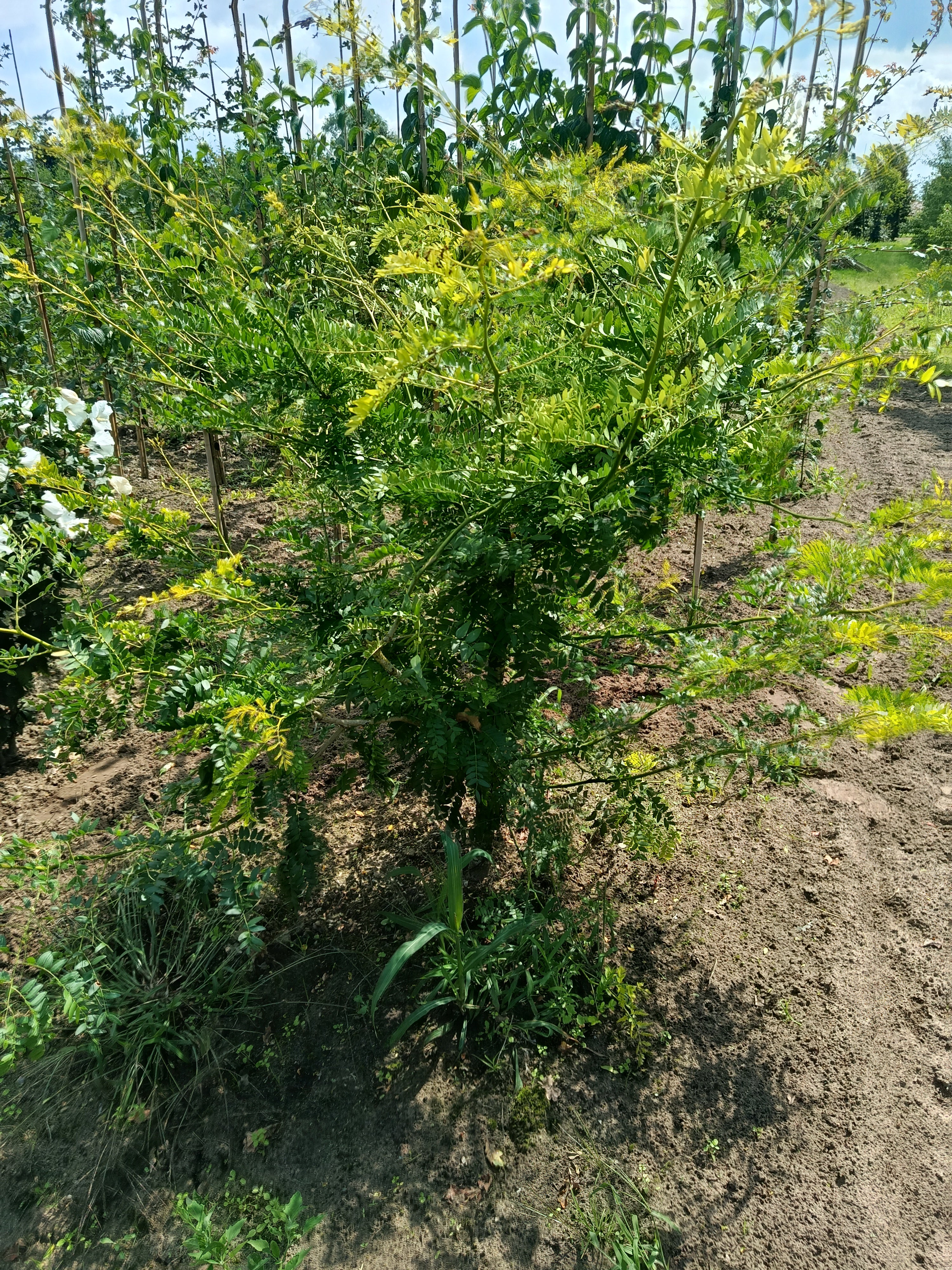 Valse Christusdoorn (Gleditsia triacanthos Sunburst)