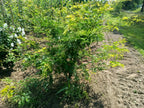 Valse Christusdoorn (Gleditsia triacanthos Sunburst)