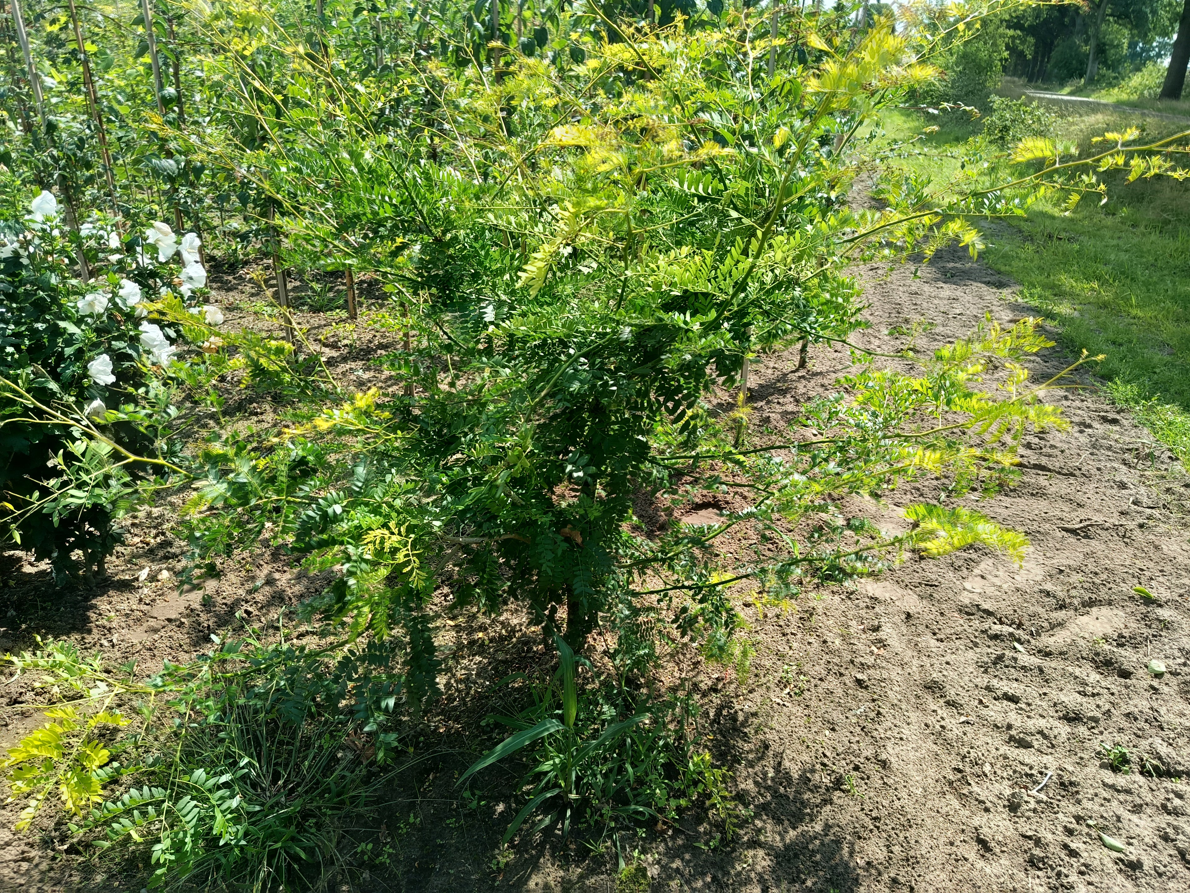 Valse Christusdoorn (Gleditsia triacanthos Sunburst)
