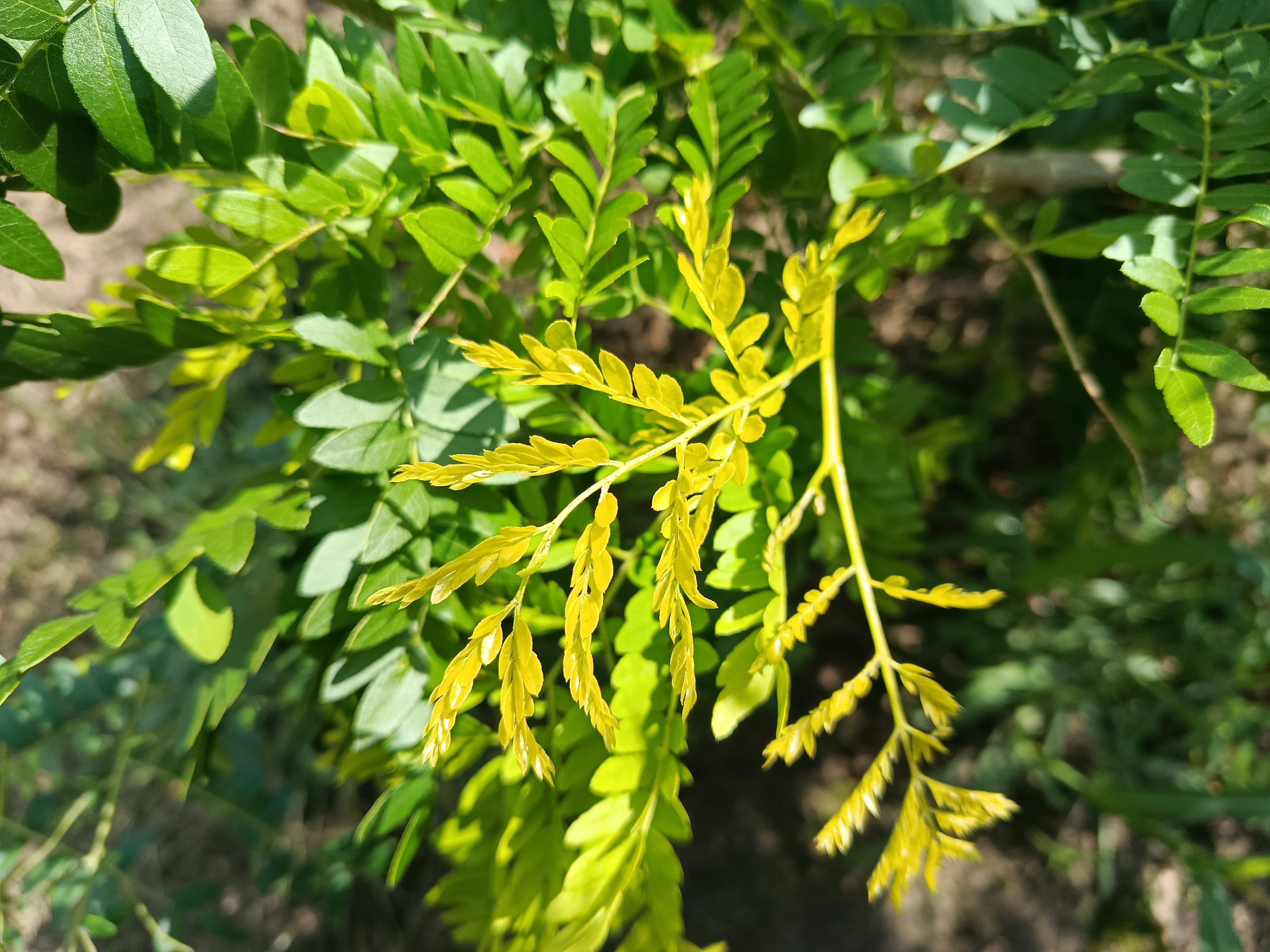 Valse Christusdoorn (Gleditsia triacanthos Sunburst)