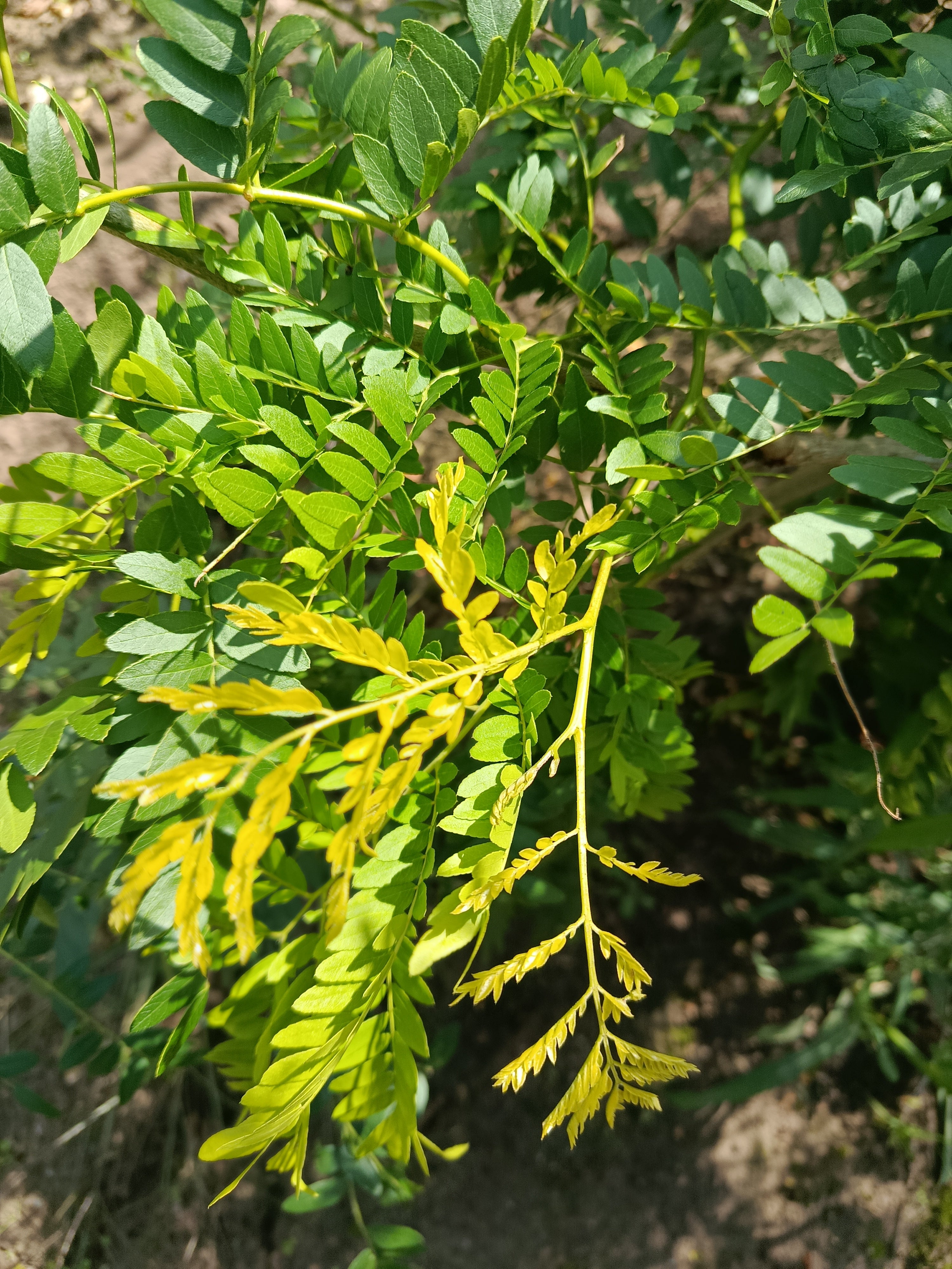 Valse Christusdoorn (Gleditsia triacanthos Sunburst)