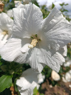 Hicuscus wit (Hibiscus syiacus)
