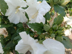 Hicuscus wit (Hibiscus syiacus)
