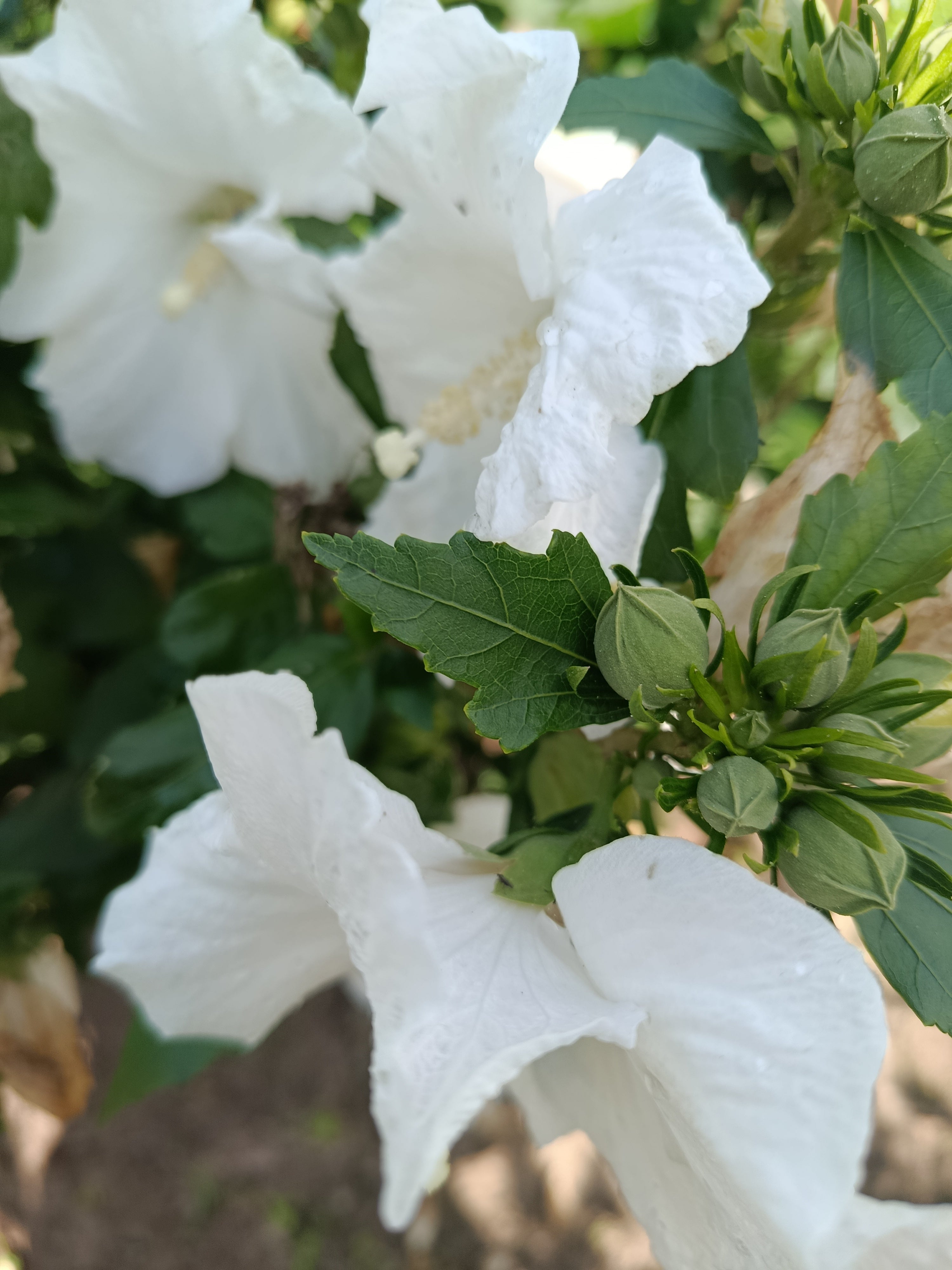 Hicuscus wit (Hibiscus syiacus)