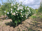 Hicuscus wit (Hibiscus syiacus)