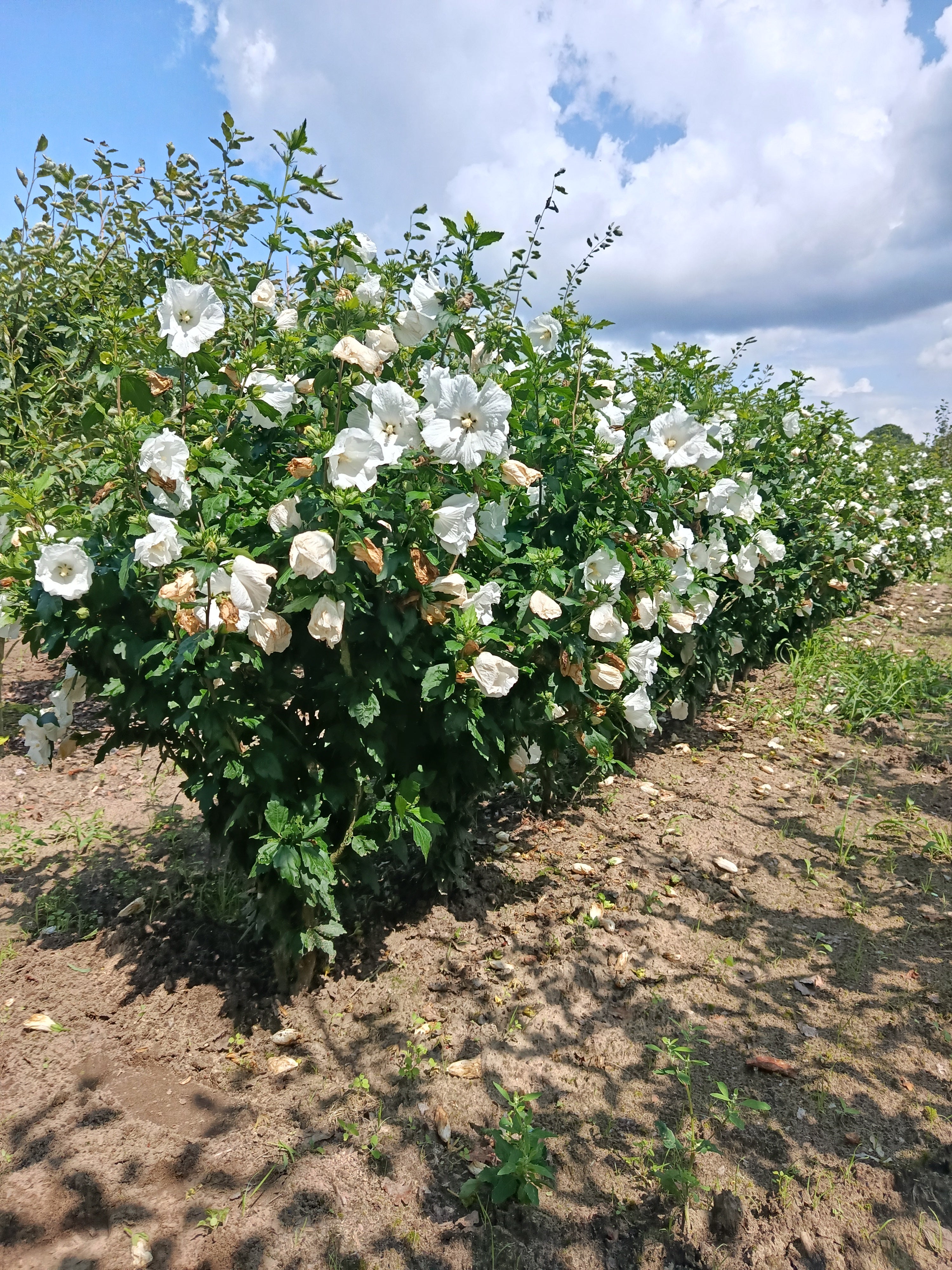 Hicuscus wit (Hibiscus syiacus)