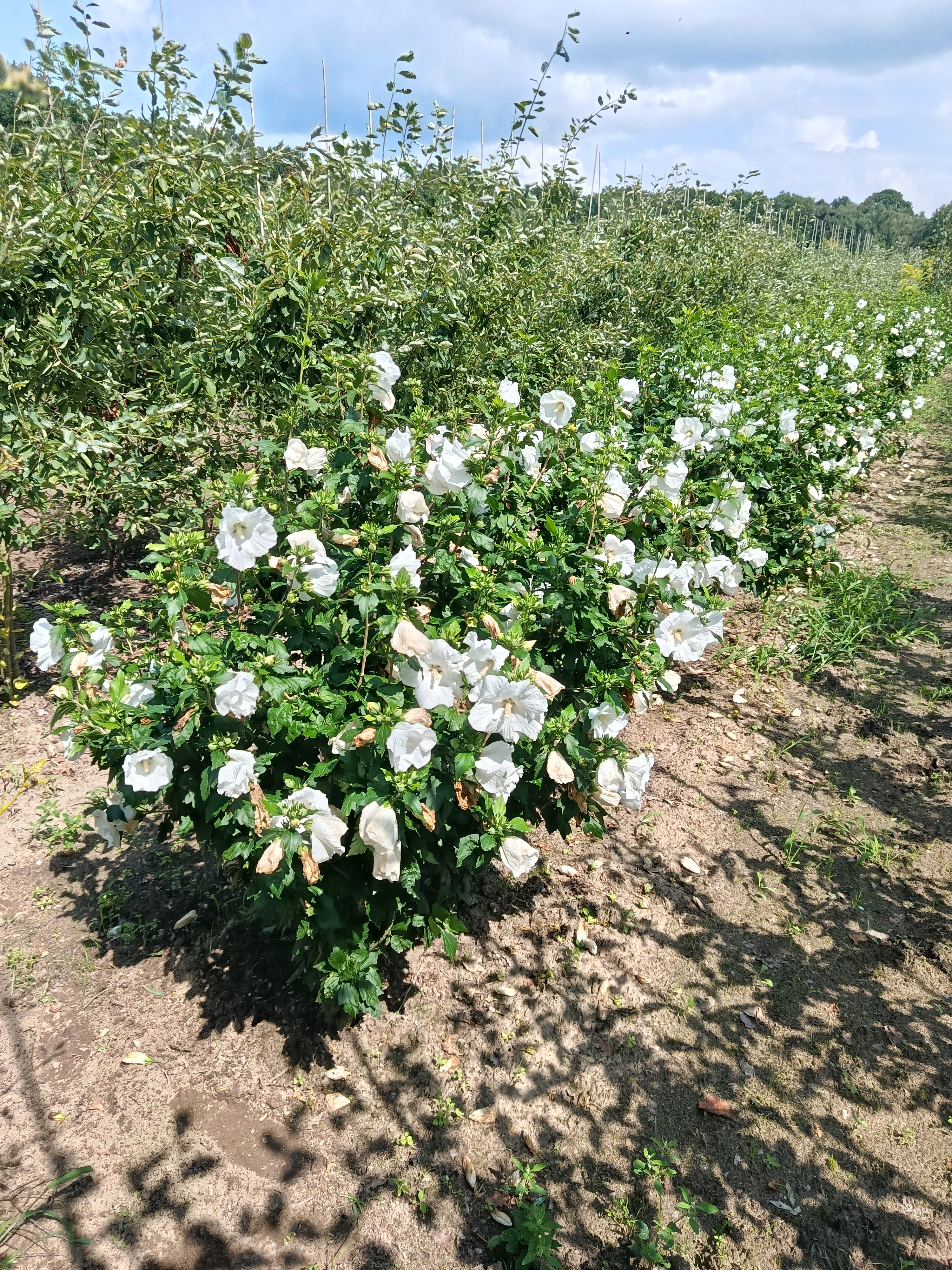 Hicuscus wit (Hibiscus syiacus)
