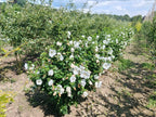 Hicuscus wit (Hibiscus syiacus)