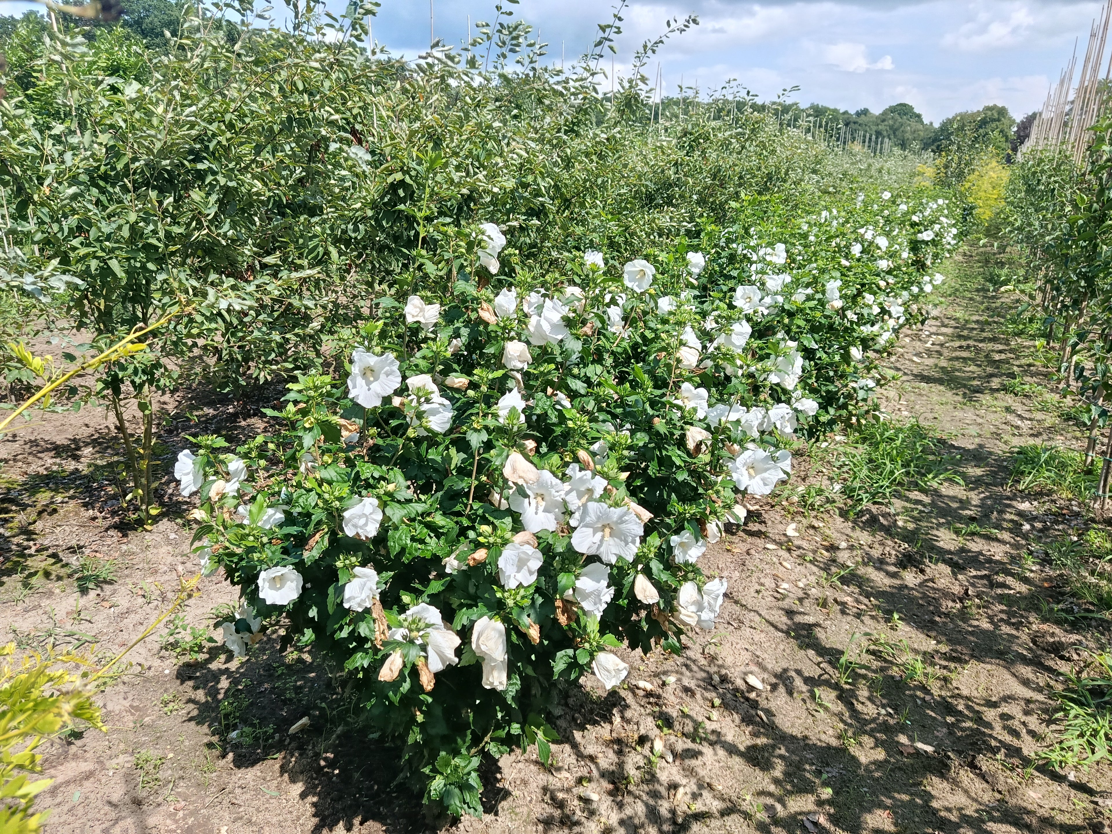 Hicuscus wit (Hibiscus syiacus)