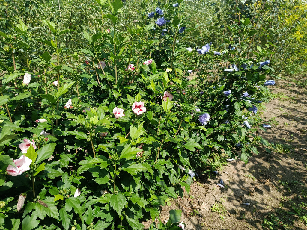 Hicuscus roze (Hibiscus syiacus)