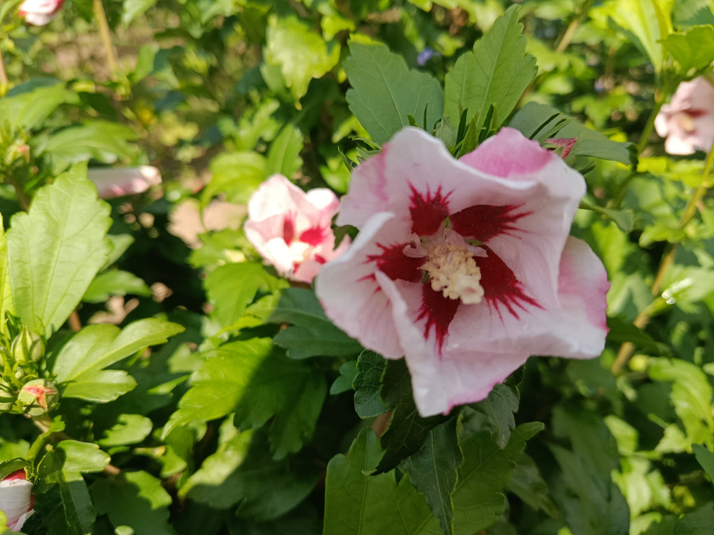 Hicuscus roze (Hibiscus syiacus)