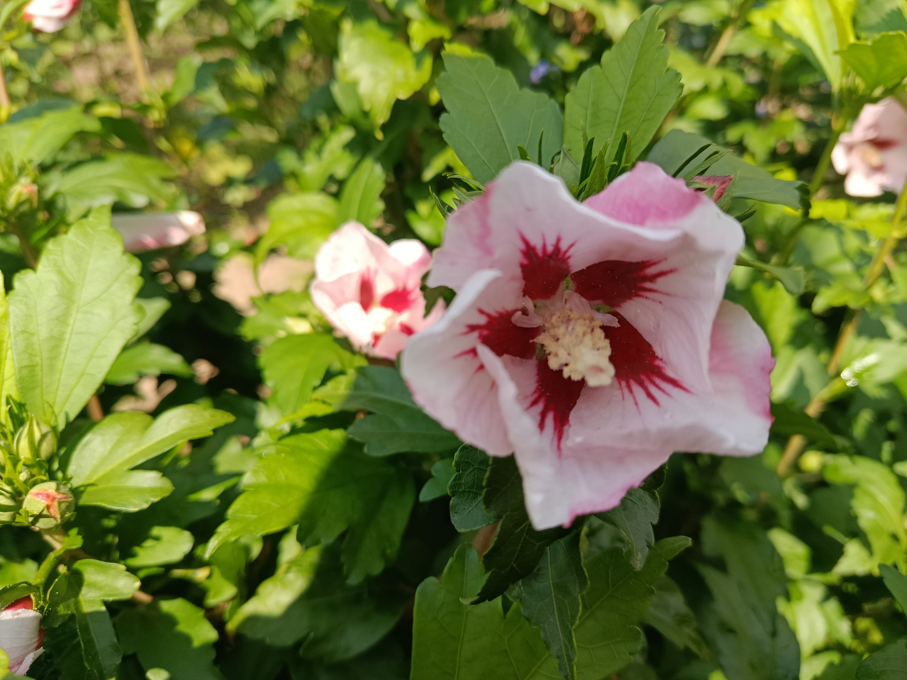 Hicuscus roze (Hibiscus syiacus)