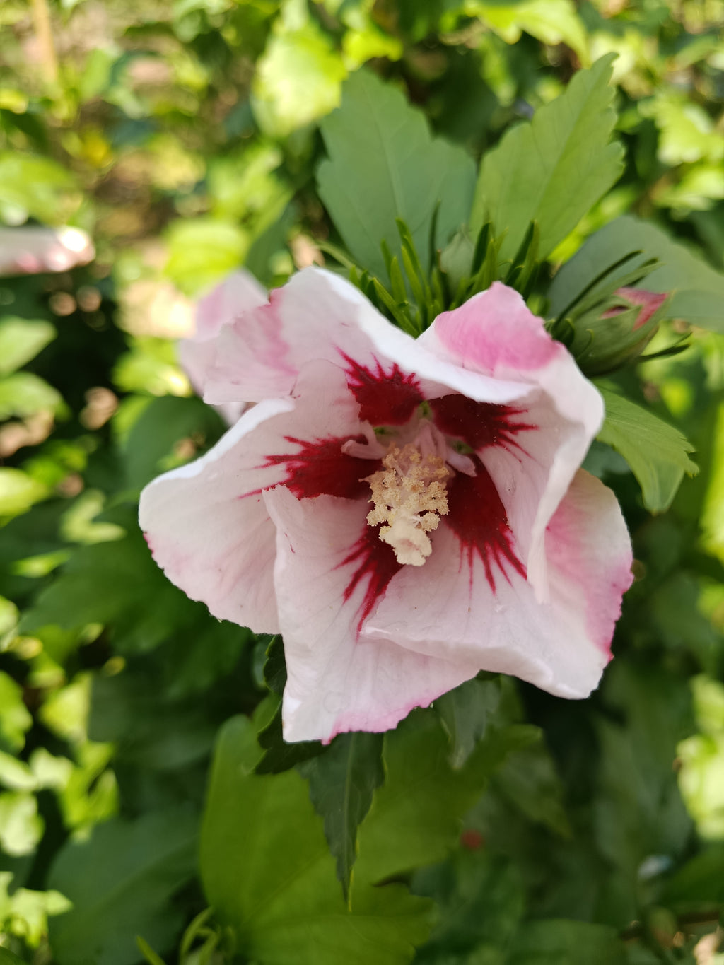 Hicuscus roze (Hibiscus syiacus)