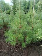 Zwarte den (Pinus nigra) struikvorm