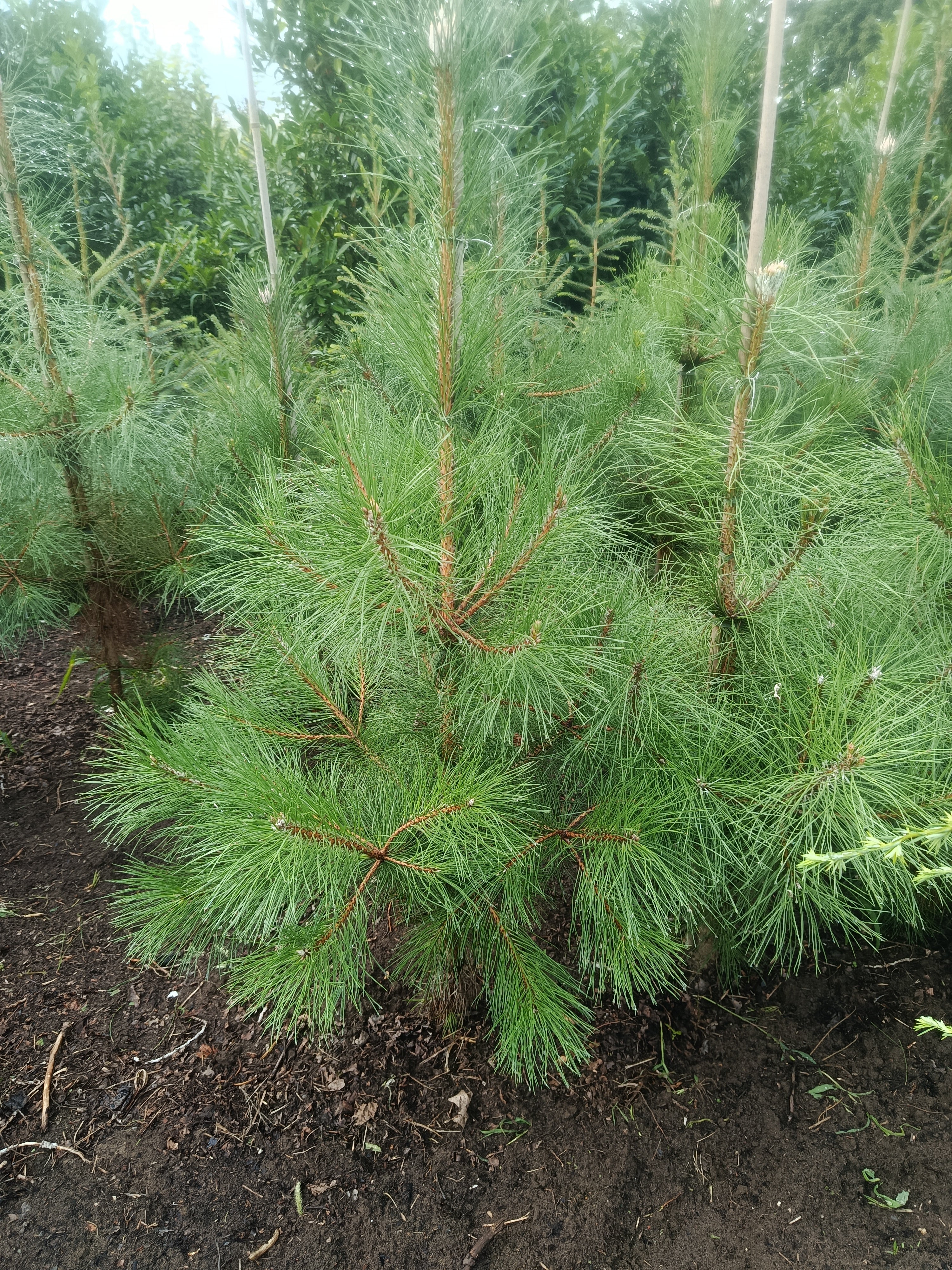 Zwarte den (Pinus nigra) struikvorm