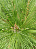 Zwarte den (Pinus nigra) struikvorm