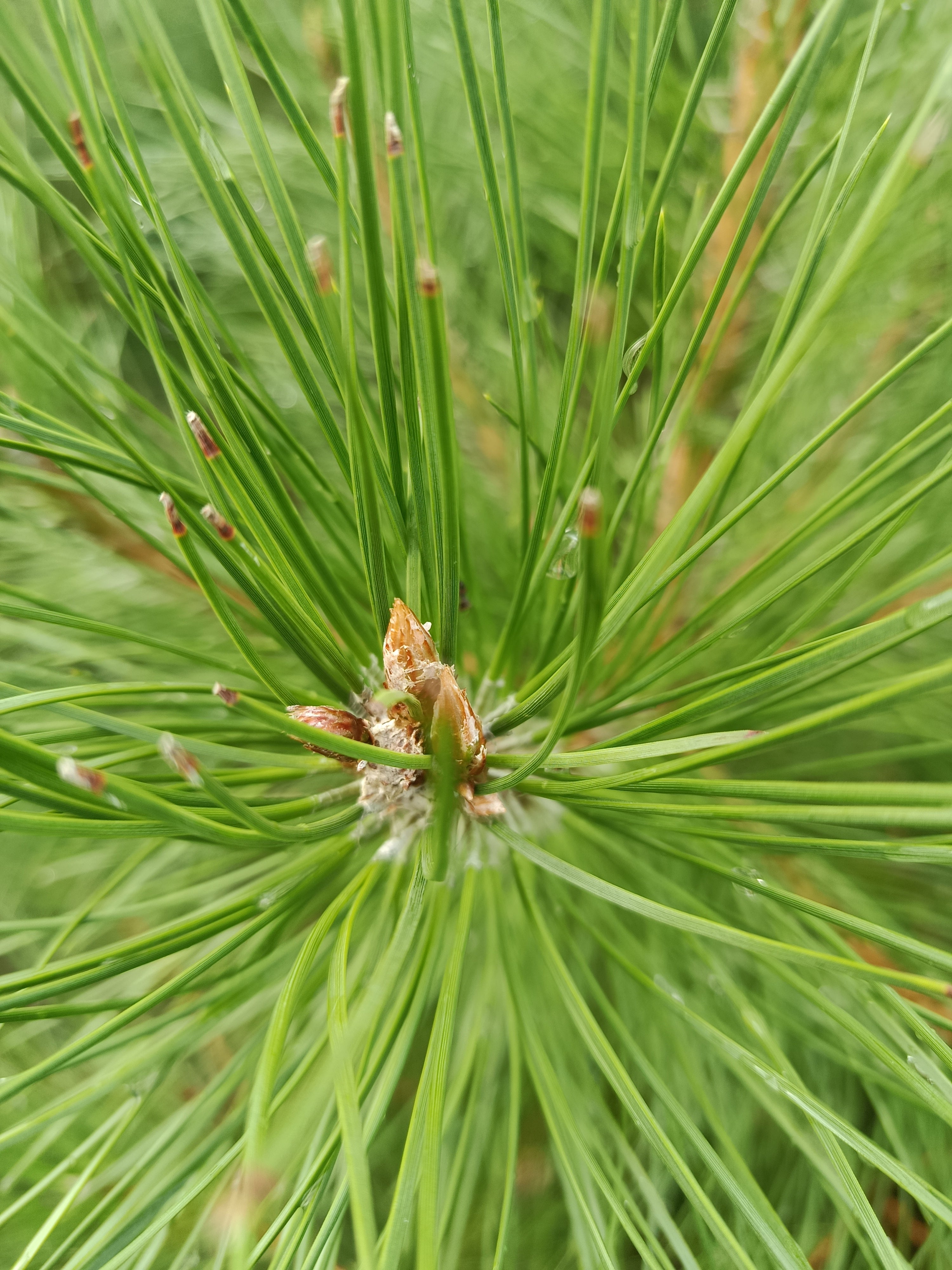 Zwarte den (Pinus nigra) struikvorm