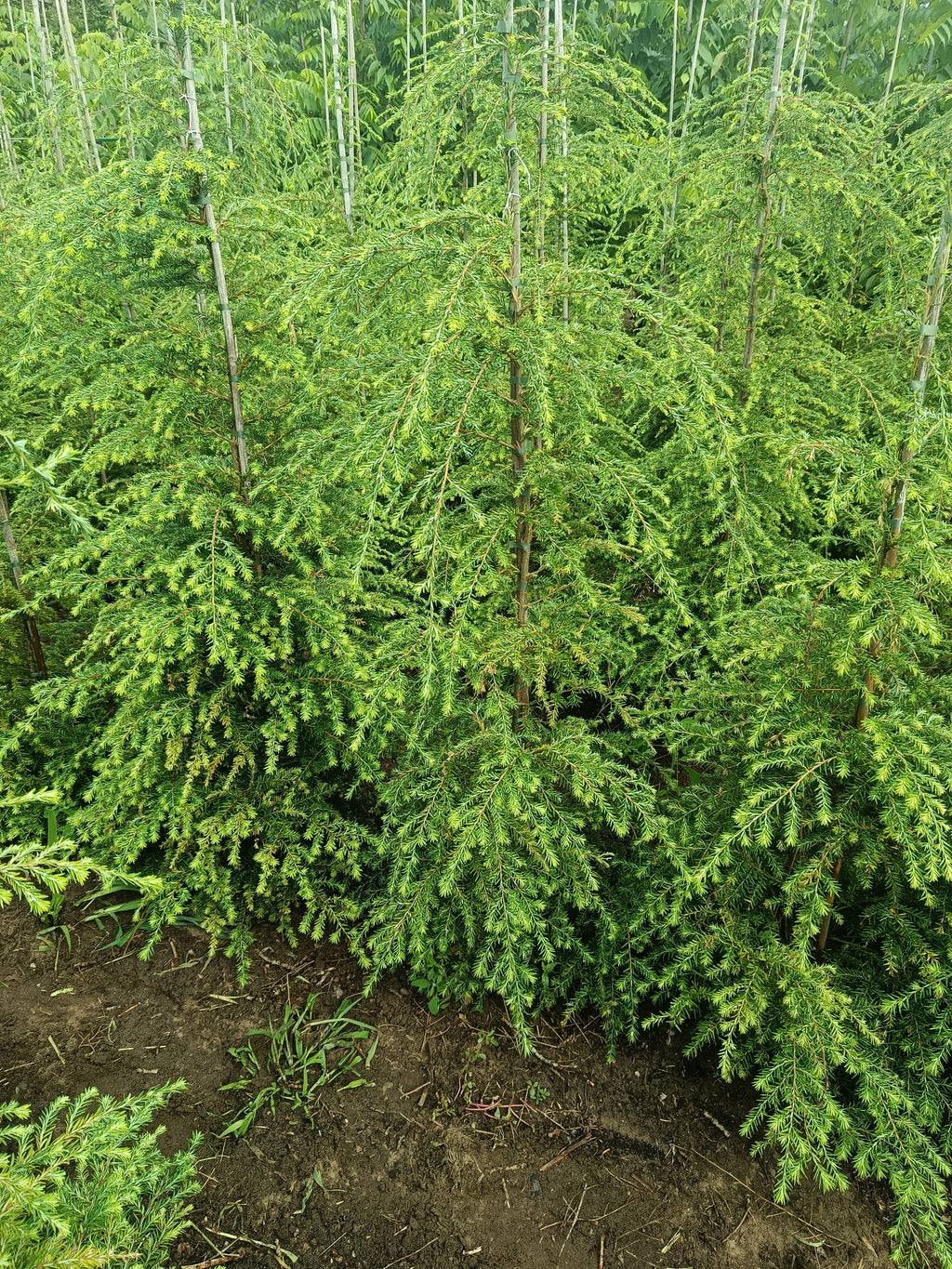 Hemlockspar (TSuga Canadensis)