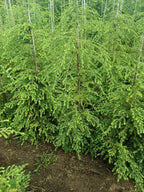 Hemlockspar (TSuga Canadensis)
