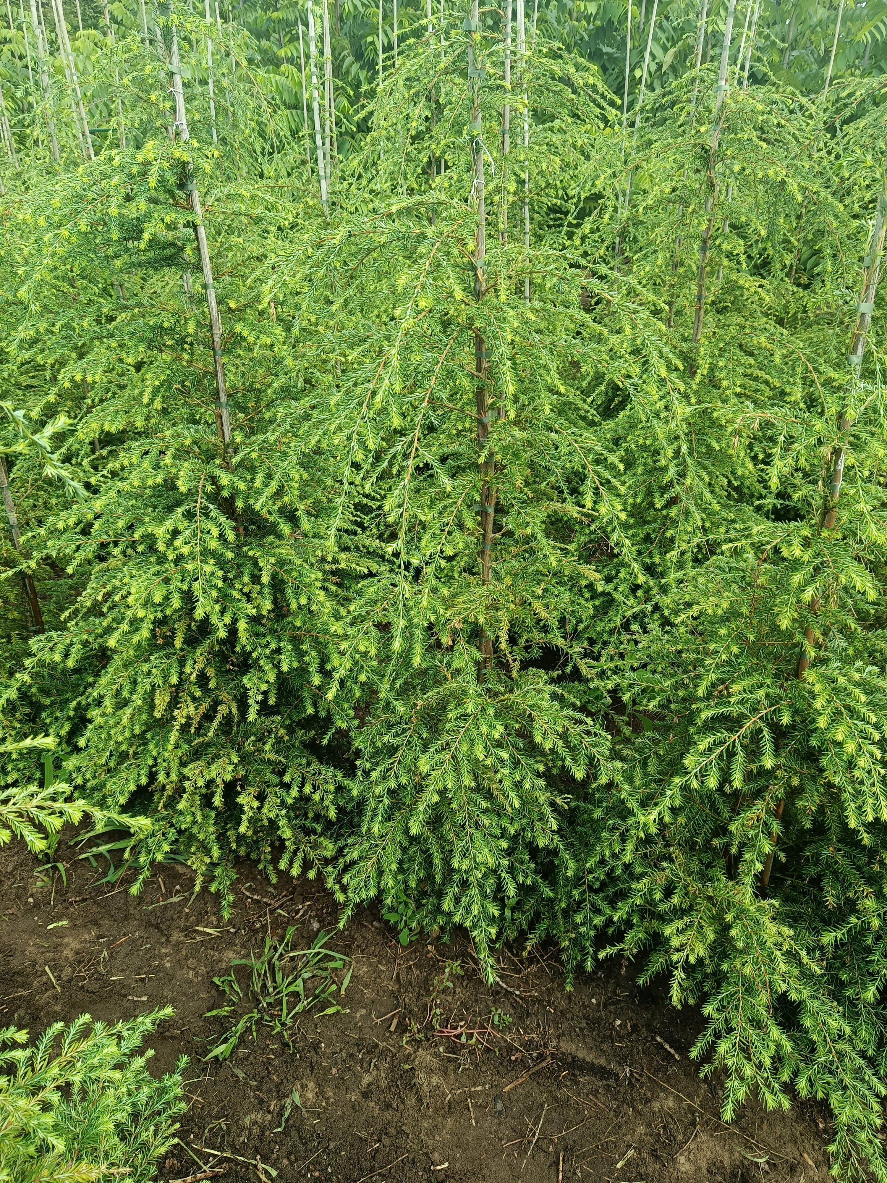 Hemlockspar (TSuga Canadensis)