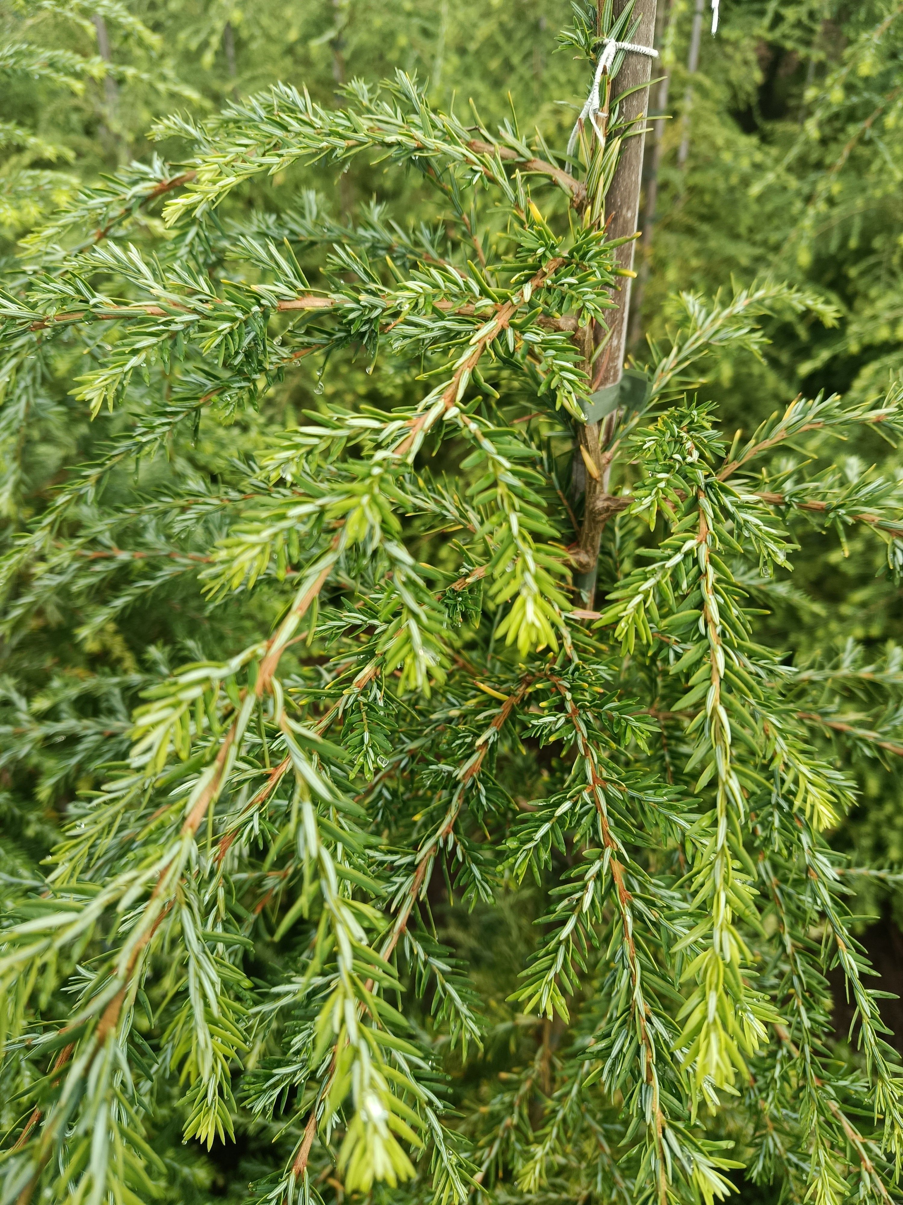 Hemlockspar (TSuga Canadensis)